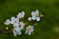 Buds on the branches, flowering trees, spring