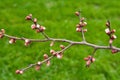 Buds on the branches, flowering trees, spring