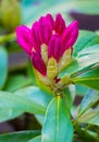 Buds of bright pink flowers of oleander on the background of rich green leaves Royalty Free Stock Photo