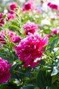 Buds bright pink peonies Royalty Free Stock Photo