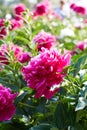 Buds bright pink peonies