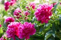 Buds bright pink peonies