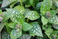 Buds of bright Pulmonaria in spring. Lungwort. Leaves of different shades of green with inflorescence. Honey plant. The Royalty Free Stock Photo