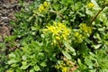 Buds and yellow flowers of Sedum kamtschaticum in May