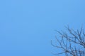 Buds of chestnut in spring. Young large buds on branches of chestnut tree against blue sky under the bright sun Royalty Free Stock Photo