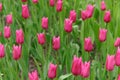 China Pink grade tulips, flower meadow and green grass. Flowers with closed buds. Class Lilyflowering. Banner. Middle view. Postca