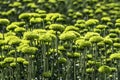 Buds of chrysanthemum flowers in green close-up. Plantation of cultivated flowers. Israel Royalty Free Stock Photo