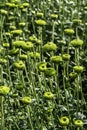 Buds of chrysanthemum flowers in green close-up. Plantation of cultivated flowers. Israel Royalty Free Stock Photo
