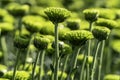 Buds of chrysanthemum flowers in green close-up. Plantation of cultivated flowers. Israel Royalty Free Stock Photo