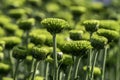 Buds of chrysanthemum flowers in green close-up. Plantation of cultivated flowers. Israel Royalty Free Stock Photo