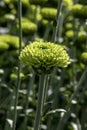 Buds of chrysanthemum flowers in green close-up. Plantation of cultivated flowers. Israel Royalty Free Stock Photo