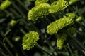 Buds of chrysanthemum flowers in green close-up. Plantation of cultivated flowers. Israel Royalty Free Stock Photo