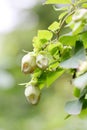 The buds of Codonopsis lanceolat