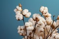 Buds of cotton flower on the field. Close-up. Generative AI Royalty Free Stock Photo