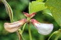 Buds of the cowpea or Vigna unguiculata