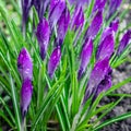 Buds of Crocus after the light rain 2 Royalty Free Stock Photo