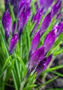 Buds of Crocus after the light rain 1 Royalty Free Stock Photo