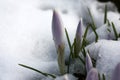 Buds of crocuses and snow.