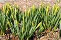 Buds on Daffodils Ready to Bloom in the Garden in Spring on Sunny Day Royalty Free Stock Photo
