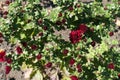 Buds and red flowers of Chrysanthemum Royalty Free Stock Photo