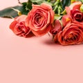 Buds of delicate coral roses on a pink background