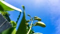 Buds of Dendrobium Nopporn Starbright Green wait to bloom under a blue sky.