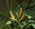 Buds of double Tiger Lilies Royalty Free Stock Photo