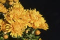 Buds and drop-down flowers of yellow chrysanthemum on a black ba Royalty Free Stock Photo