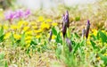 Buds of Dwarf iris in spring meadow. Royalty Free Stock Photo