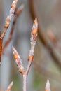 Buds of European beech or common beech Fagus sylvatica Royalty Free Stock Photo