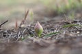 Buds of Field bindweed or Convolvulus arvensis Royalty Free Stock Photo