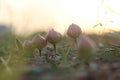 Buds of Field bindweed or Convolvulus arvensis Royalty Free Stock Photo