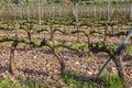 Buds and first leaflets on a grapevines. Royalty Free Stock Photo