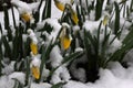 The buds of the first spring flowers narcissus covered with white snow in spring Royalty Free Stock Photo