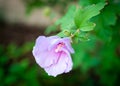 Buds and flower blossom of violet hibiscus with water drops on petals, larger blooming in cool blue-light purple color of hybrid