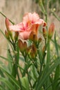 Buds and flower.