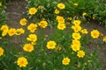 Buds and flower heads of Coreopsis lanceolata Royalty Free Stock Photo