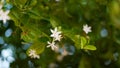 Buds flower pattern of Lemon or Citrus fruit with attractive green leaves background. Flowering plant closeup shot Royalty Free Stock Photo