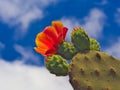 Buds and flower of prickly pear against the sun. Blue sky and white clouds Royalty Free Stock Photo