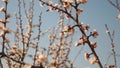 Buds flowers bloom in spring on apricot branches. Beautiful spring blooming garden. apricot tree branches against the Royalty Free Stock Photo