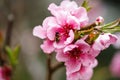 Buds and flowers on a branch of a Japanese cherry tree. Spring blossoms. Bee collects honey. Nature macro Royalty Free Stock Photo