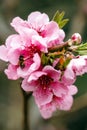 Buds and flowers on a branch of a Japanese cherry tree. Spring blossoms. Bee collects honey. Nature macro Royalty Free Stock Photo