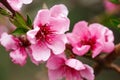 Buds and flowers on a branch of a Japanese cherry tree. Spring blossoms. Nature macro Royalty Free Stock Photo