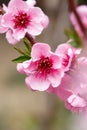 Buds and flowers on a branch of a Japanese cherry tree. Spring blossoms. Nature macro Royalty Free Stock Photo