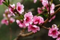 Buds and flowers on a branch of a Japanese cherry tree. Spring blossoms. Nature macro Royalty Free Stock Photo