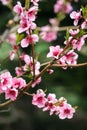 Buds and flowers on a branch of a Japanese cherry tree. Spring blossoms. Nature macro Royalty Free Stock Photo