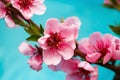 Buds and flowers on a branch of a Japanese cherry tree. Spring blossoms. Nature macro