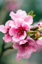 Buds and flowers on a branch of a Japanese cherry tree. Spring blossoms. Nature macro Royalty Free Stock Photo