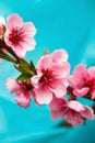 Buds and flowers on a branch of a Japanese cherry tree. Spring blossoms. Nature macro