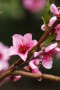 Buds and flowers on a branch of a Japanese cherry tree. Spring blossoms. Nature macro Royalty Free Stock Photo